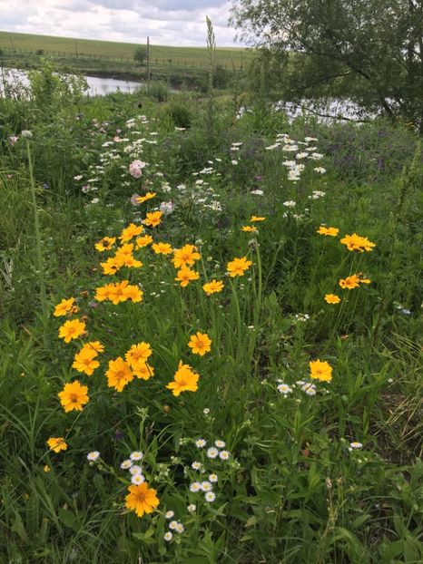 22EF324B-0737-4C1B-A248-269FEC25C7E4 - Flori la balta 2019