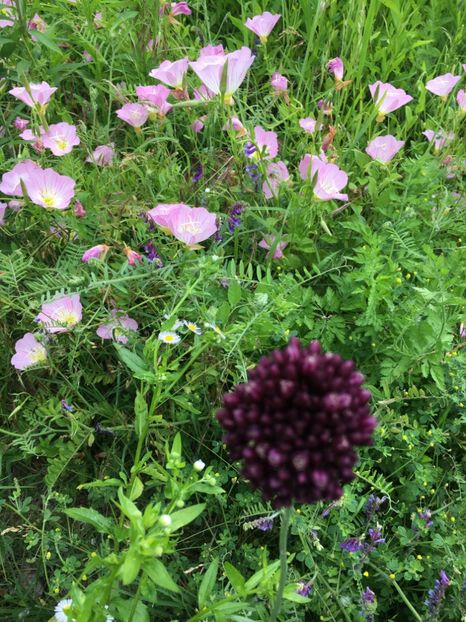 08085867-1E7F-45E3-A122-65A06D8CE6A5 - Flori la balta 2019