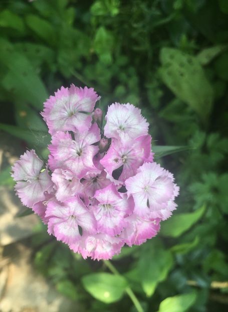 8BF1C48B-9717-4401-A1EA-AF7499958D31 - Garofițe 2019