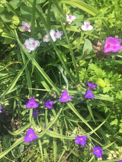 941F1B8A-5CEB-4307-8751-D60F3BB9948A - Iunie