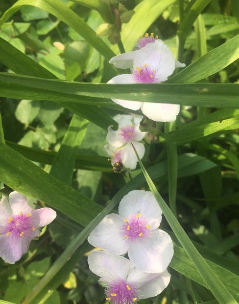 BC5820F3-4D56-4336-804C-E86D20E9D468 - Iunie