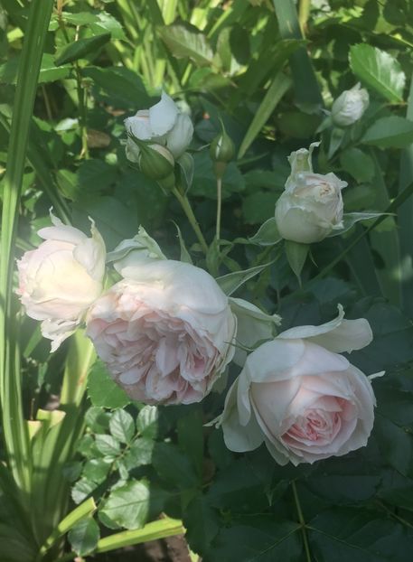 F559F5A9-4026-4ED2-98CF-8F175316ED20 - Iunie