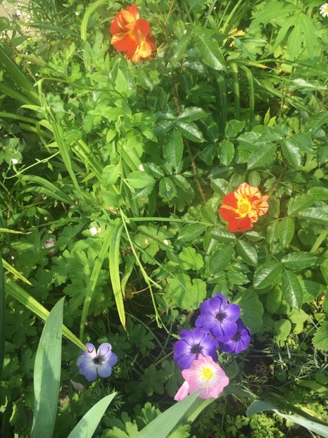 4A1D7C0F-D3DC-41D7-AAA3-030484B694D5 - Iunie