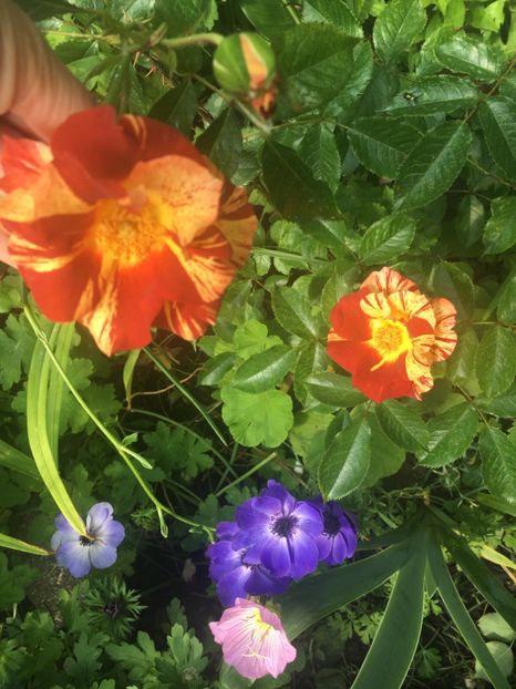 797031A3-D304-41D4-9114-C364C9E4BE99 - Iunie