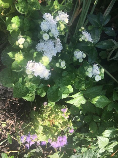 516F1899-BBCB-4809-9391-C8E687956A8E - Iunie