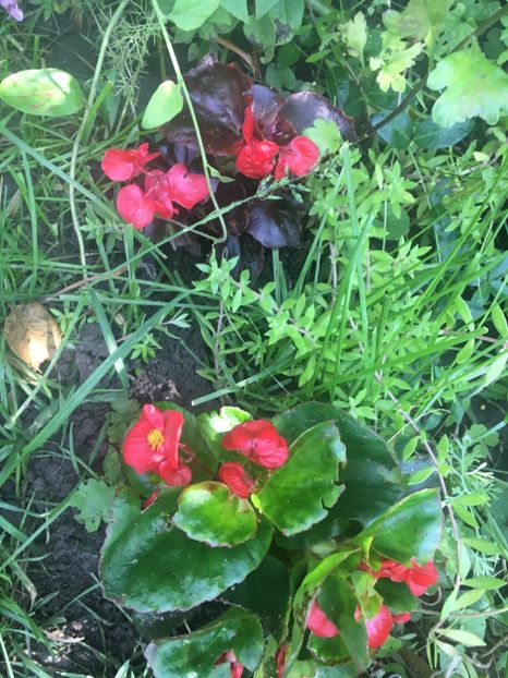 B5FCA018-D12A-4D53-9F18-EC555C8D0471 - Iunie