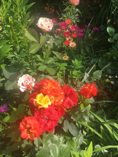 3B1D66D4-1A53-4A8B-A604-B9D347DD5D48 - Iunie