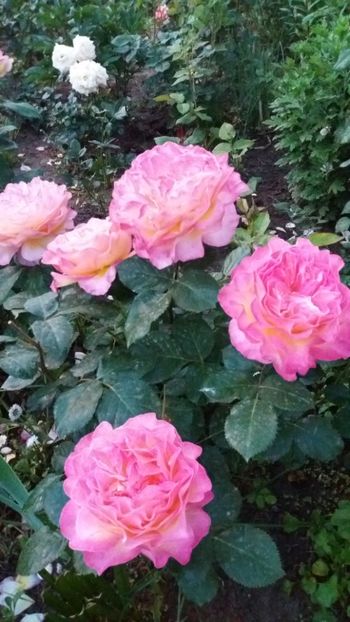 Gorgeous Paramount - Gradina 2019