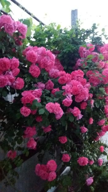  - Gradina 2019