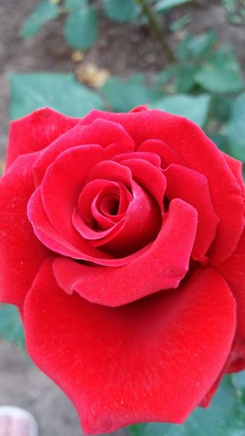 Dimov nr 43 - Gradina 2019