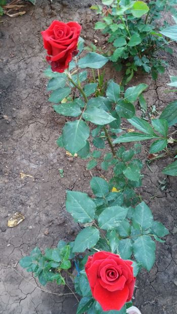 Dimov nr 43 - Gradina 2019