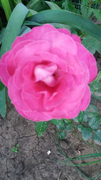 Baronne de Rotshild - Gradina 2019