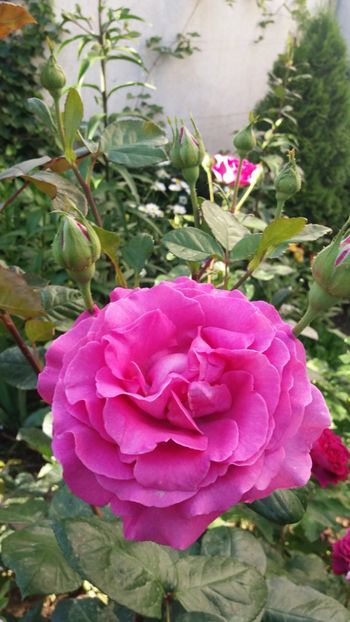 Chatreuse du pharme - Gradina 2019