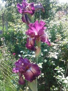 Indiscret - irisi comuni