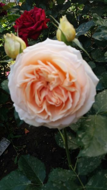 Genevieve orsi - Gradina 2019