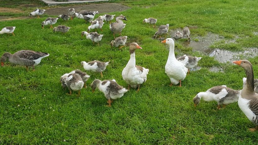  - c-Boboci de Gâscă 2019