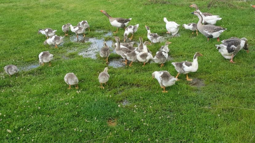  - c-Boboci de Gâscă 2019