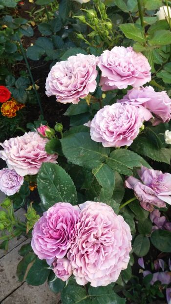 Lavander ice - Gradina 2019
