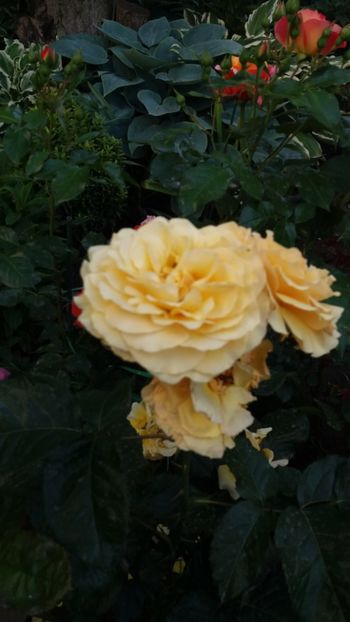 Amber Queen - Gradina 2019