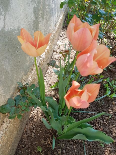  - Primavara -Vara 2019