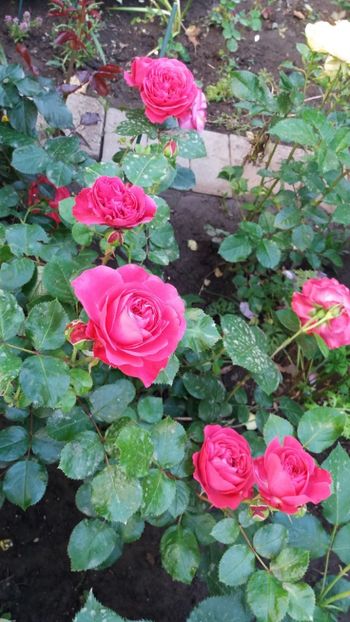 Red Leonardo - Gradina 2019