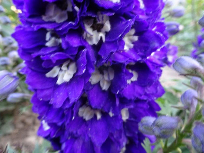  - DELPHINIUM