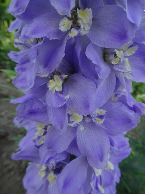  - DELPHINIUM