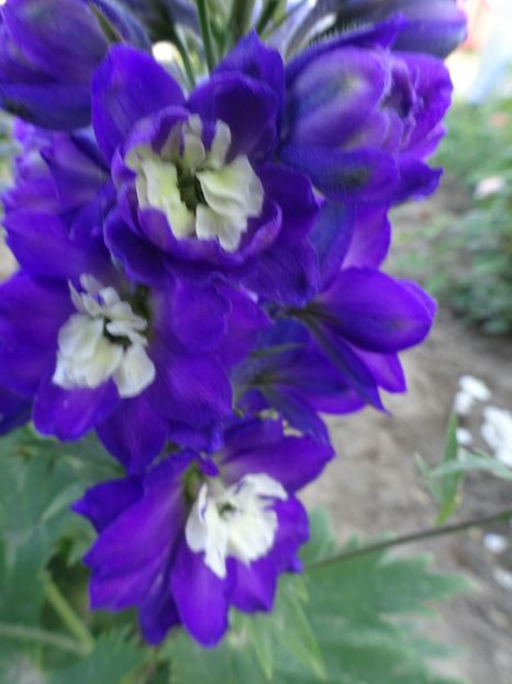  - DELPHINIUM
