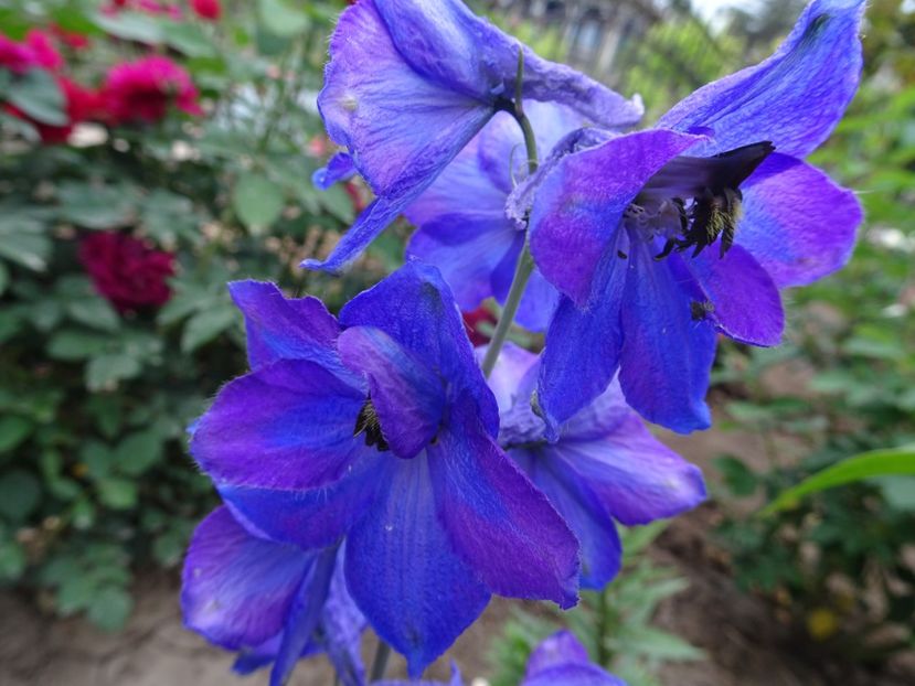  - DELPHINIUM