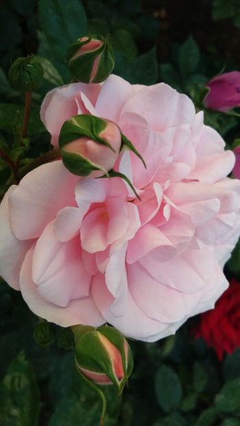 Home&garden - Gradina 2019