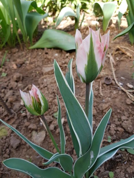  - Primavara -Vara 2019