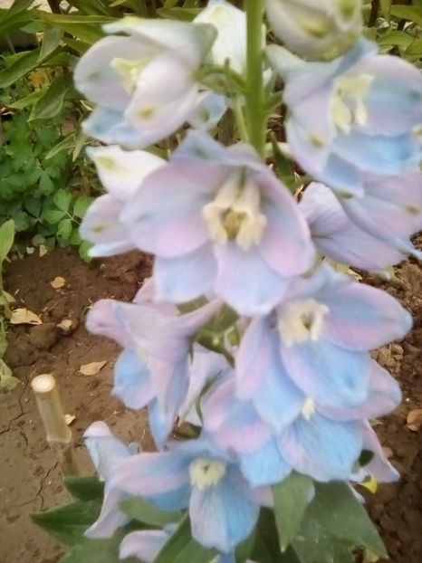  - DELPHINIUM
