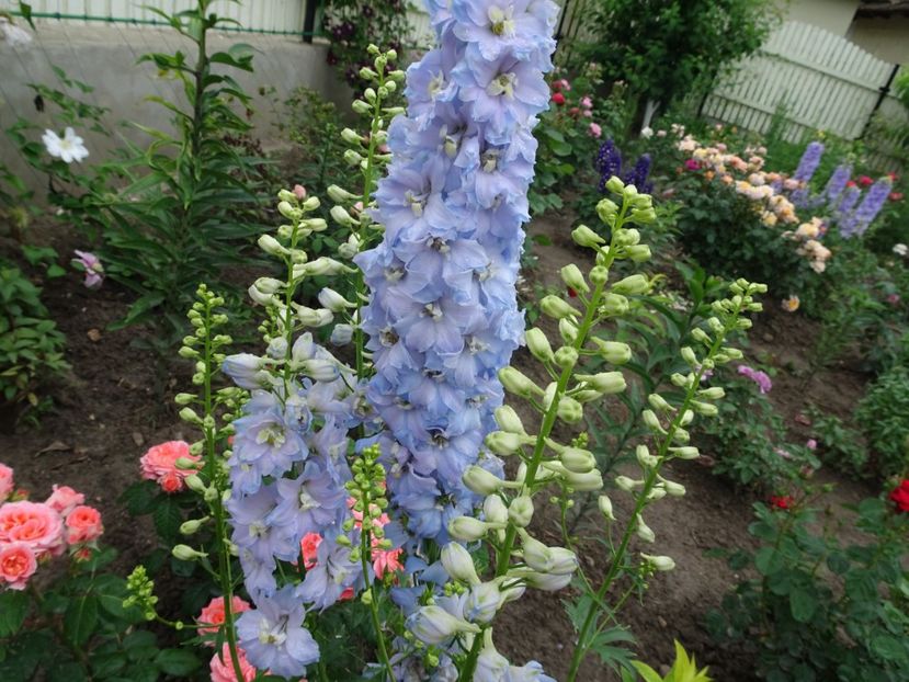  - DELPHINIUM