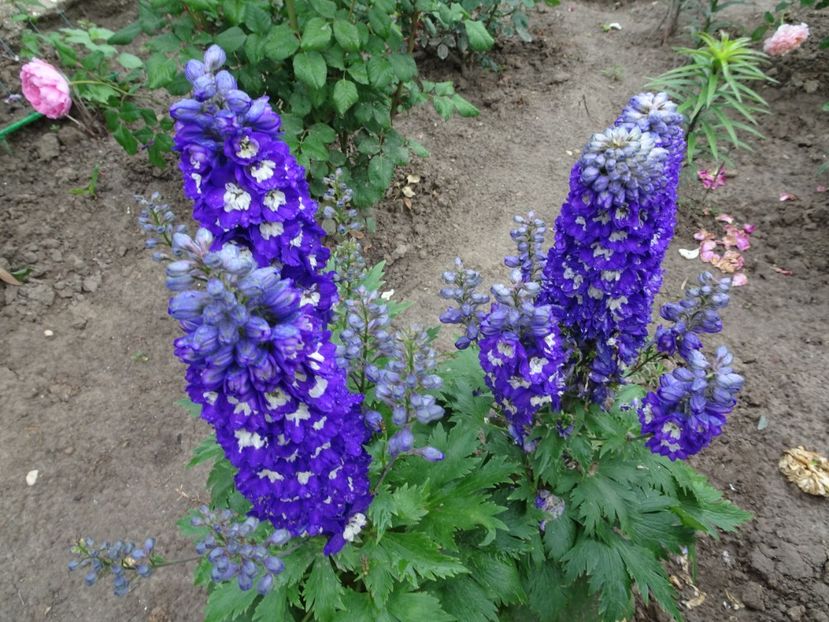  - DELPHINIUM