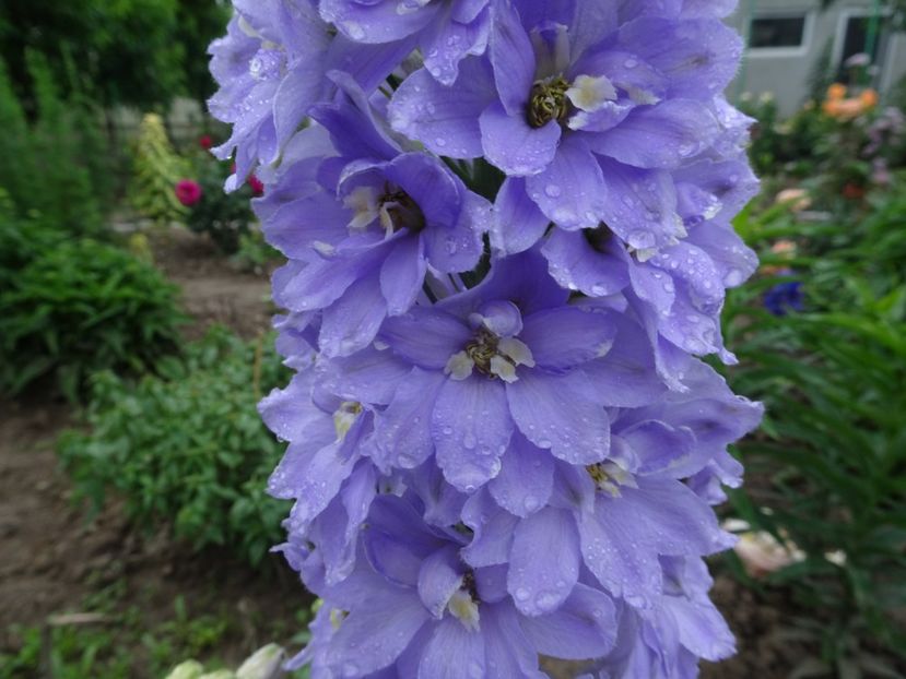  - DELPHINIUM