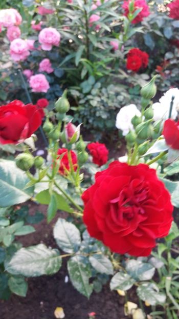 Anna Rosita - Gradina 2019