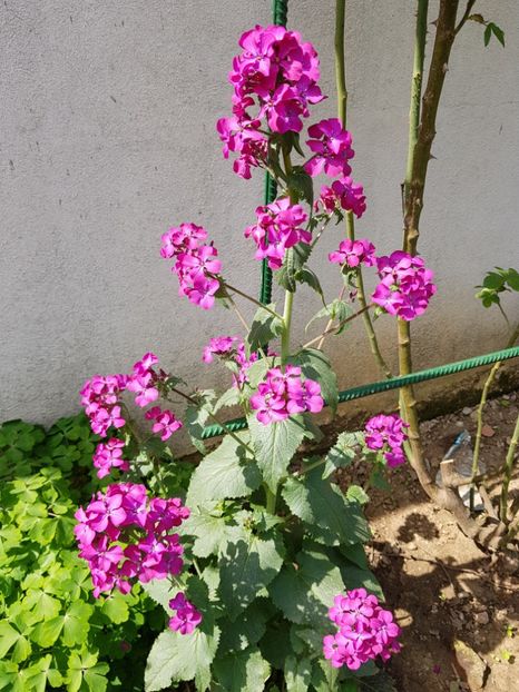  - Primavara -Vara 2019