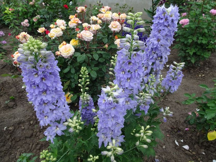  - DELPHINIUM