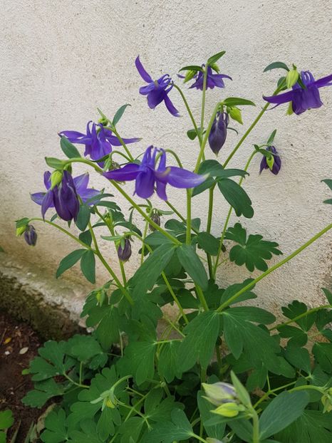  - Primavara -Vara 2019