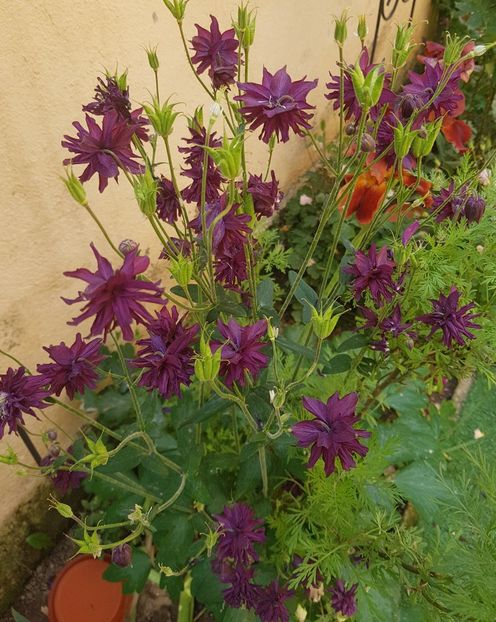  - Primavara -Vara 2019