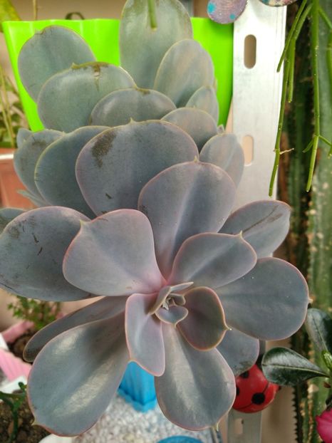  - Echeveria si alte suculente asemanatoare