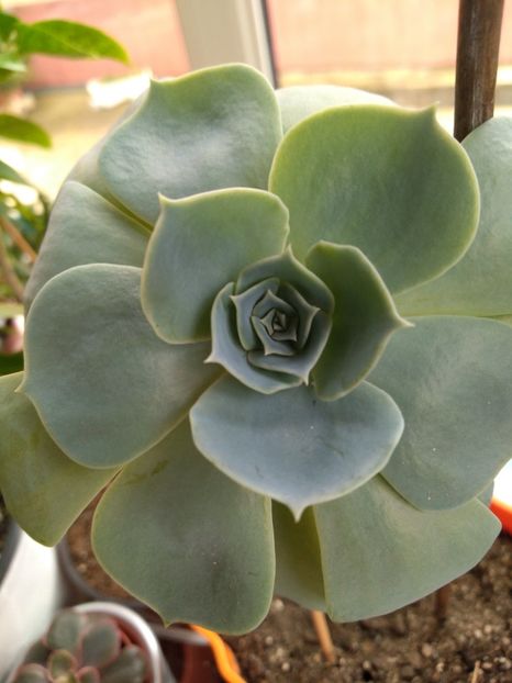  - Echeveria si alte suculente asemanatoare