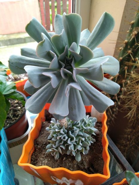  - Echeveria si alte suculente asemanatoare