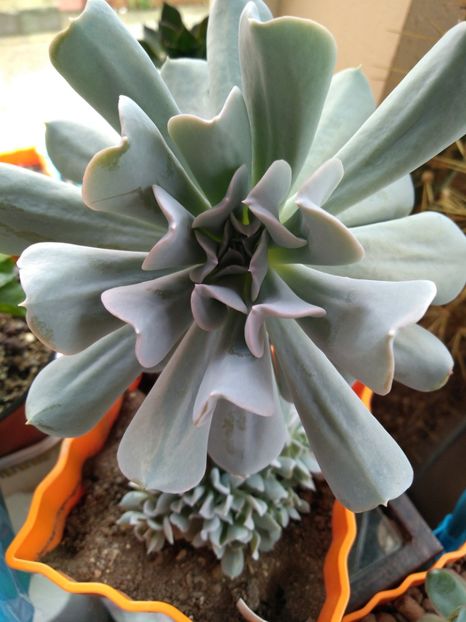  - Echeveria si alte suculente asemanatoare