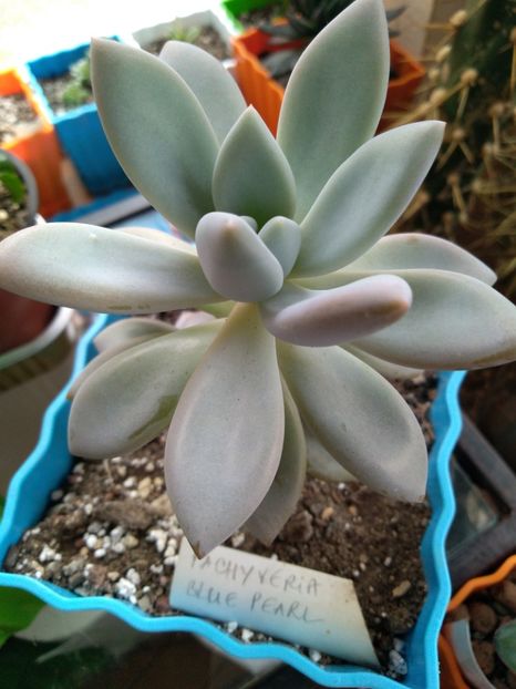  - Echeveria si alte suculente asemanatoare
