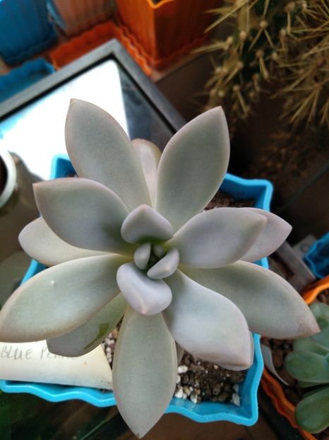  - Echeveria si alte suculente asemanatoare