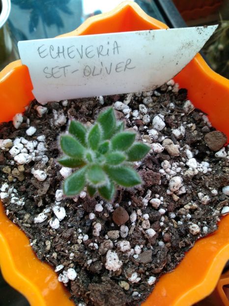  - Echeveria si alte suculente asemanatoare