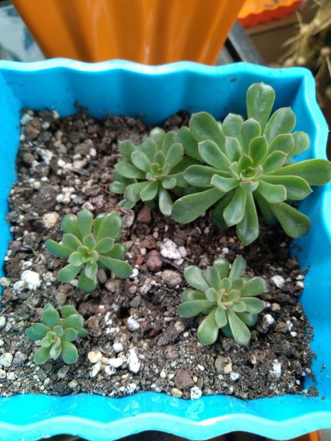  - Echeveria si alte suculente asemanatoare