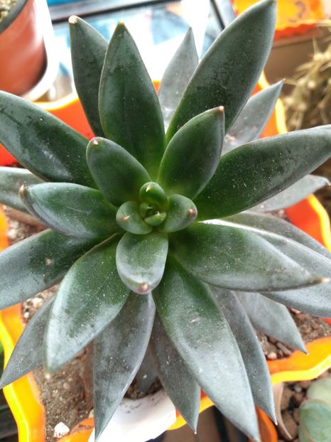  - Echeveria si alte suculente asemanatoare