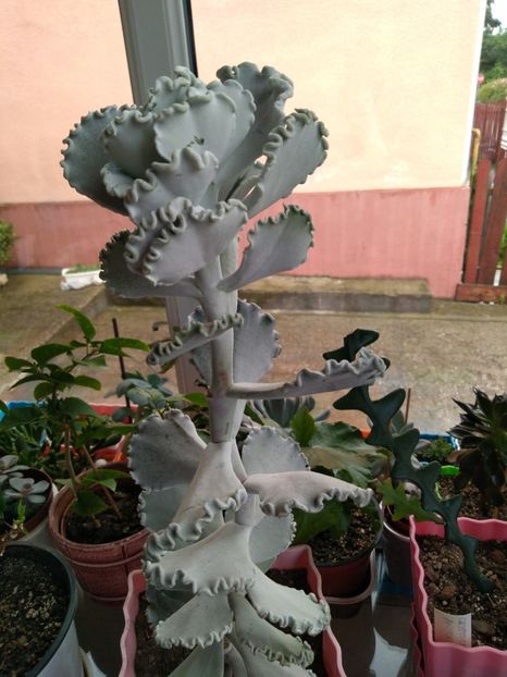  - Echeveria si alte suculente asemanatoare